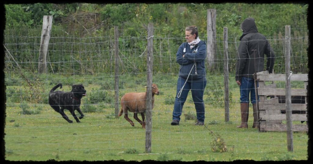 des sources de Boisloup - Bilan de nos filas au test troupeau