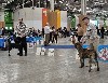  - RETOUR PARIS DOG SHOW