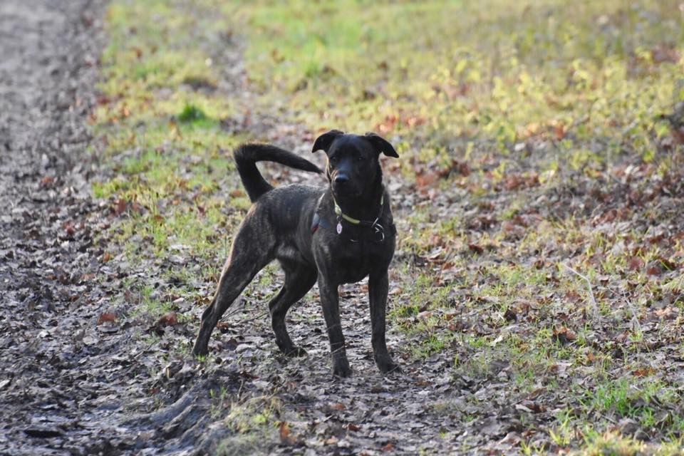 des sources de Boisloup - PARIS DOG SHOW 2018