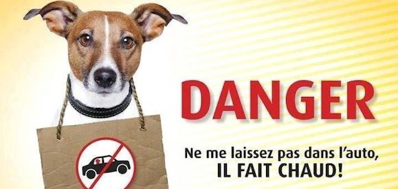 des sources de Boisloup - PAS DE CHIEN EN VOITURE LORSQU IL FAIT CHAUD