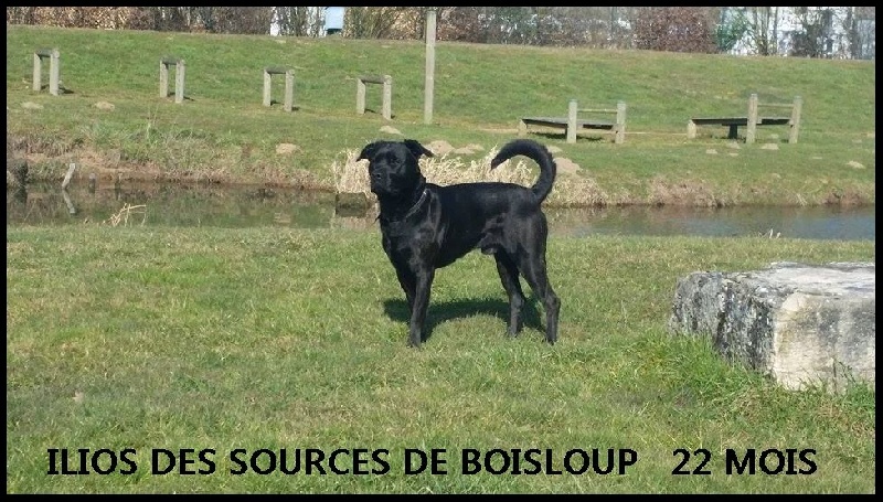 Ilios des sources de Boisloup
