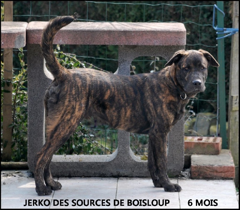 Jerko des sources de Boisloup