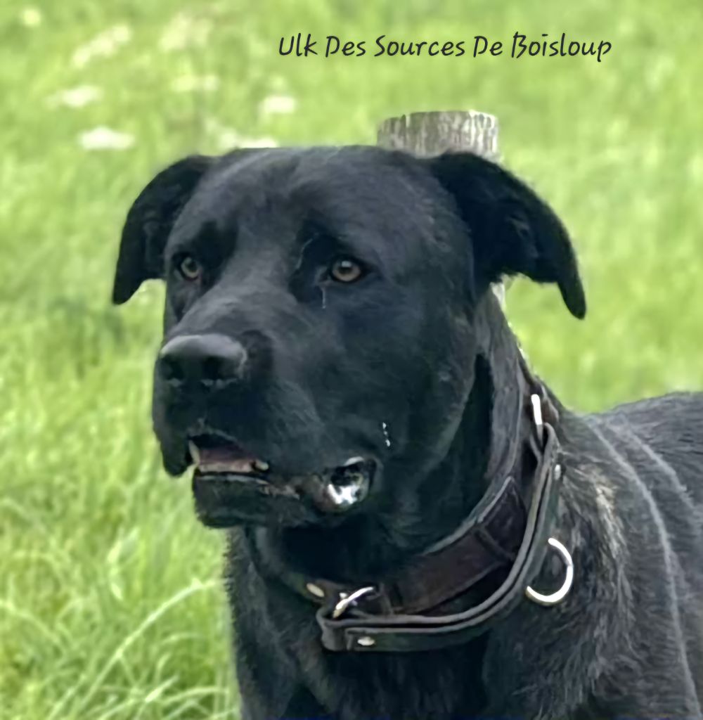 CH. Ulk des sources de Boisloup