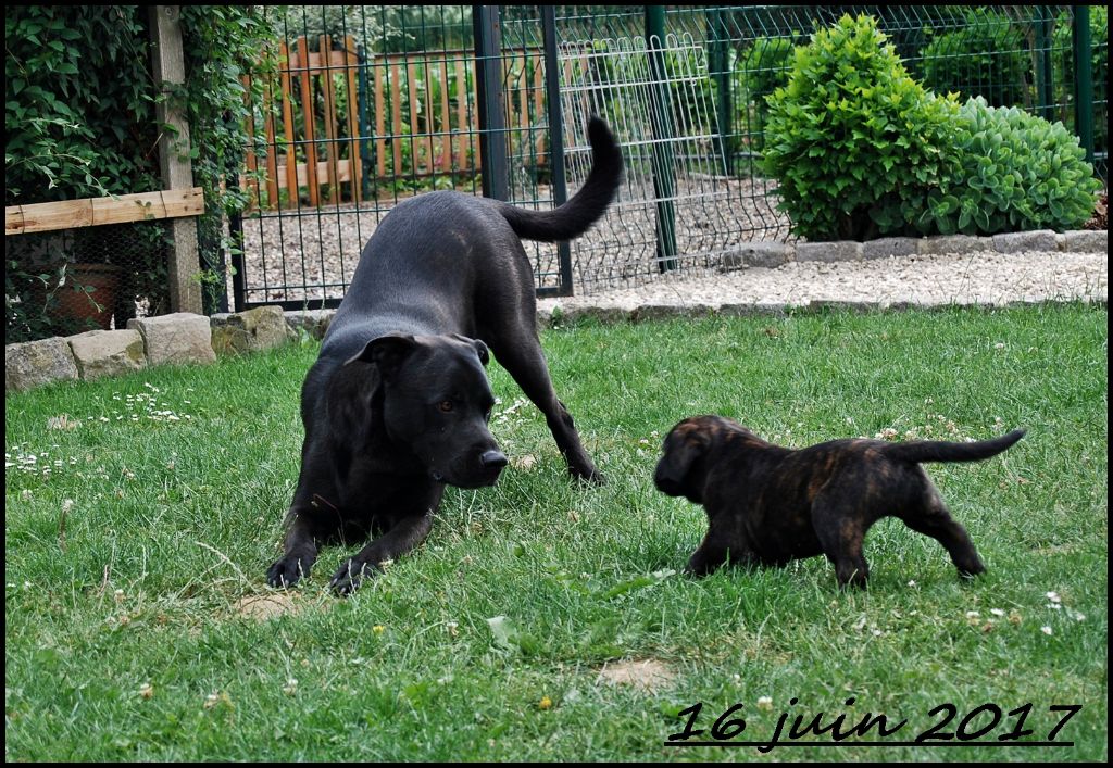 des sources de Boisloup - Notre priorité, nos chiens, nos chiots.