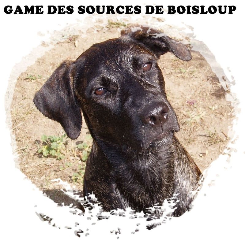 des sources de Boisloup - GAME s'en est allée