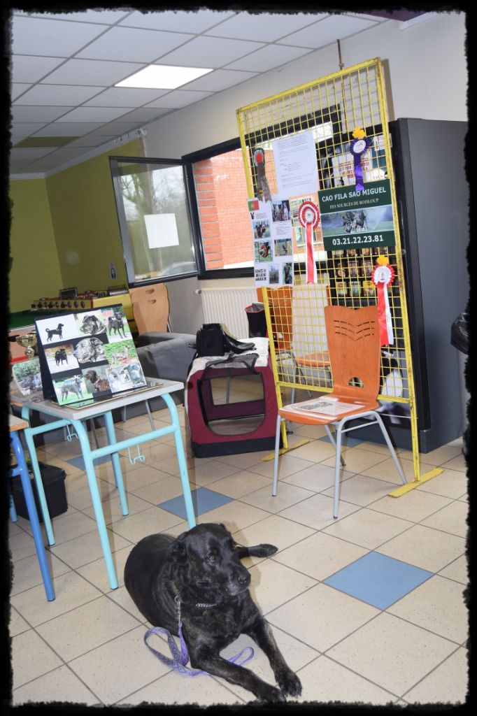 des sources de Boisloup - Présentation canine