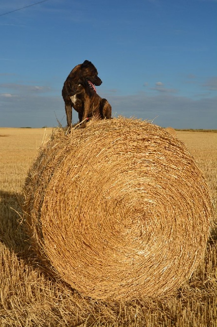 des sources de Boisloup - RETOUR DU PARIS DOG SHOW 2016