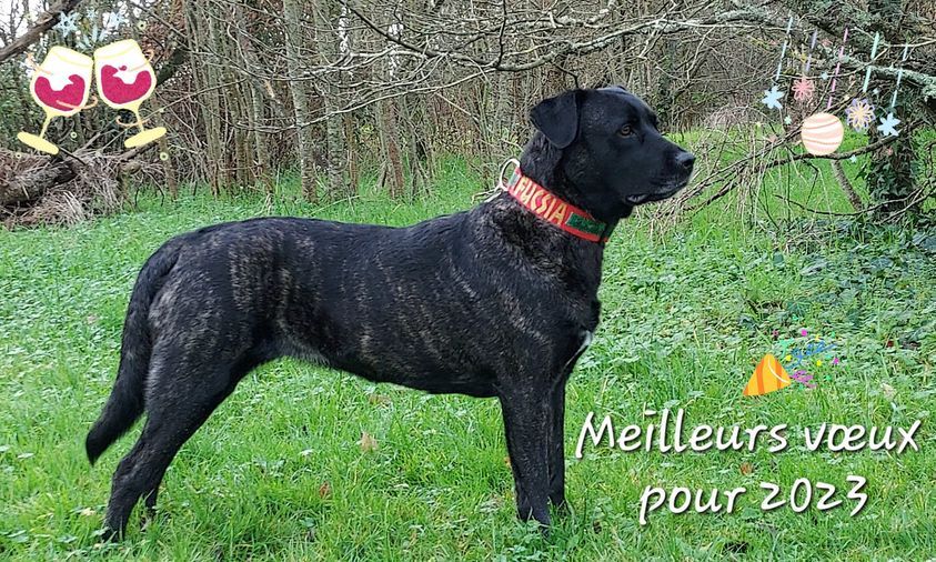 des sources de Boisloup - MEILLEURS VOEUX