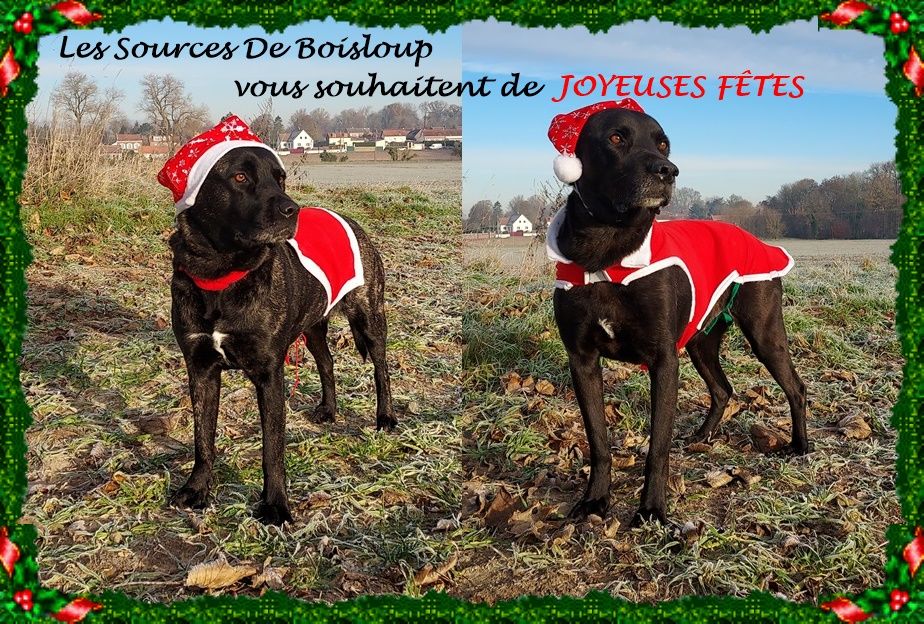 des sources de Boisloup - JOYEUSES FÊTES