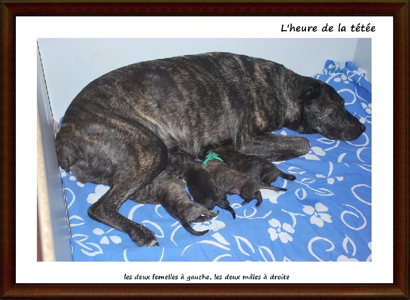 LES BEBES DE BRAGA