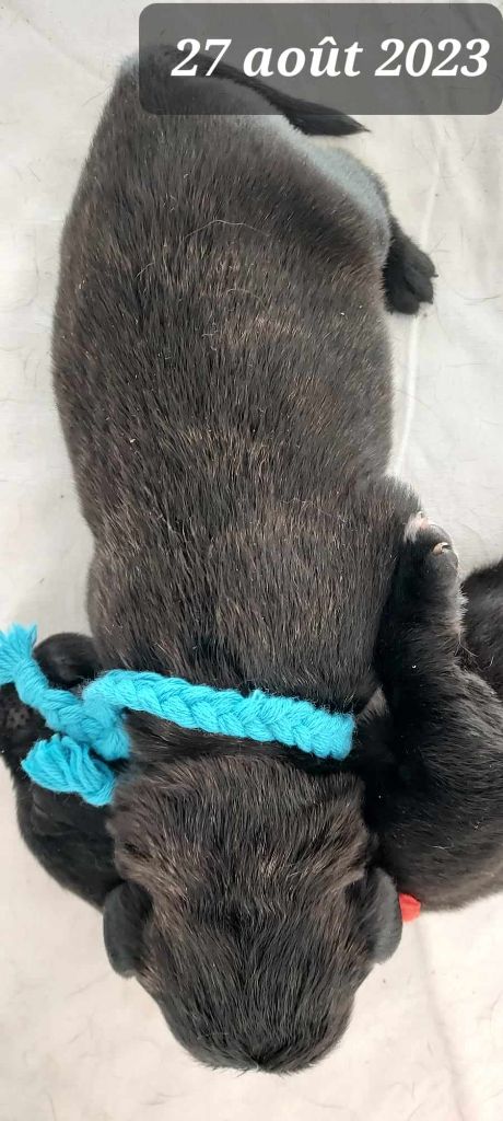 des sources de Boisloup - Cao Fila de São Miguel - Portée née le 22/08/2023